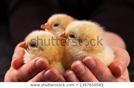 Сток-фото: Small Fluffy Chicks In Woman Palm - Close Up