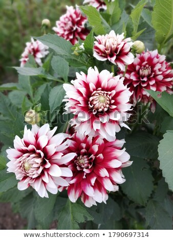 Stockfoto: Red And White Dahlia