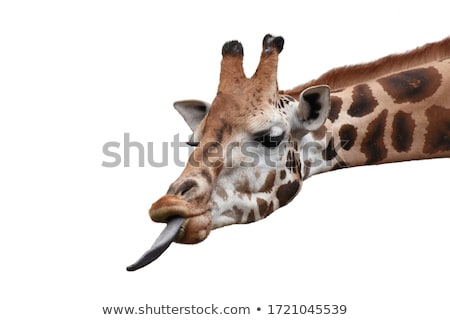 ストックフォト: Giraffe With Tongue Out