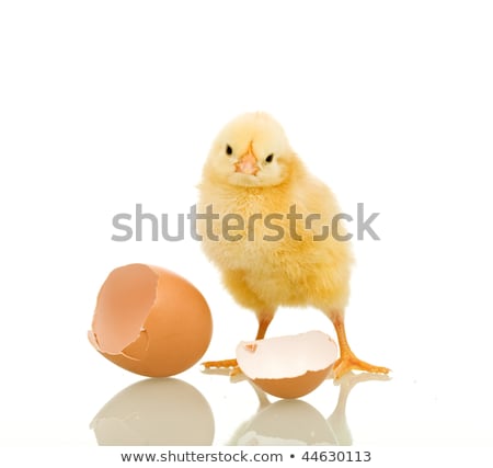 Сток-фото: Little Fluffy Chicken With Purple Scarf And Egg Shell