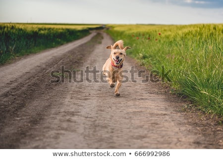 Stok fotoğraf: Run Down Road In Rural Landscape