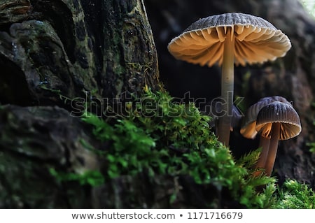 Stockfoto: Toxic Mushrooms Group In The Fall