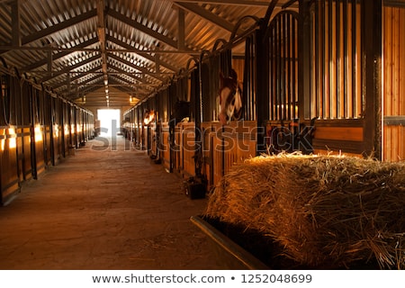 Stock fotó: Horse Stable