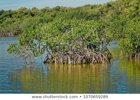 Stock photo: Undergrowth And Roots Of Mangrove Trees In The Everglades Nation