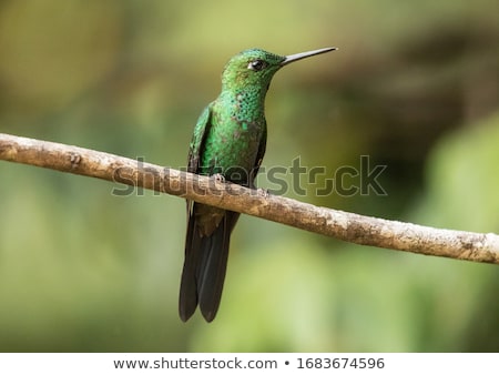 Stockfoto: Green Crowned Brilliant Hummingbird Perching On Branch