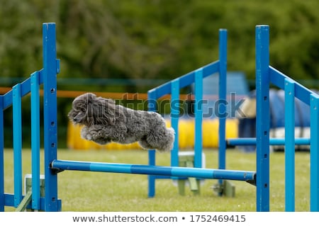 Stockfoto: Fit And Agile