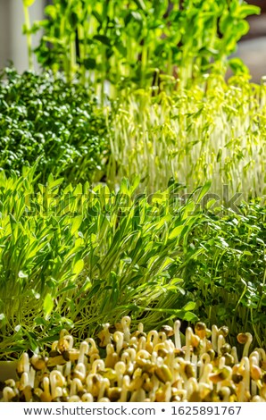 Сток-фото: Green Beans Mung Beans And Snow Peas