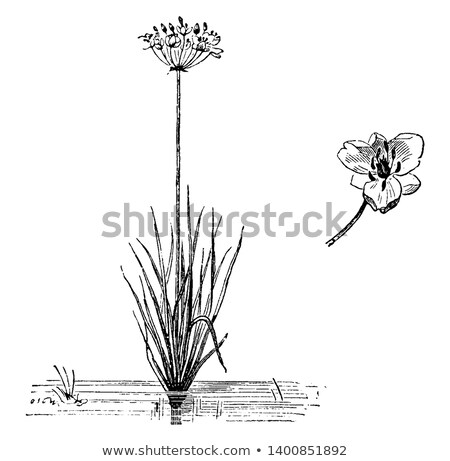 Stockfoto: Flowering Rush Butomus Umbellatus