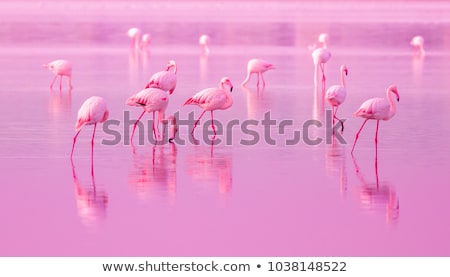 ストックフォト: Pink Flamingos At Sunset