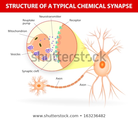 Stockfoto: Structure Of A Typical Chemical Synapse Neurotransmitter Releas