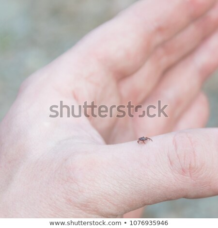 [[stock_photo]]: Male Rhipicephalus Sanguineus