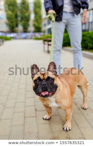 French Bulldog With Leash Foto stock © yhelfman