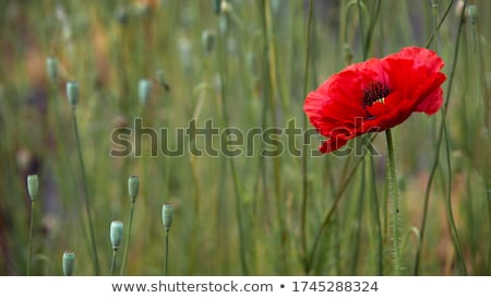 Сток-фото: Fragrance Of Blood