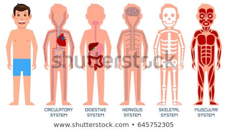 Imagine de stoc: Cheletul · masculin · și · organele · interne · cu · mușchii