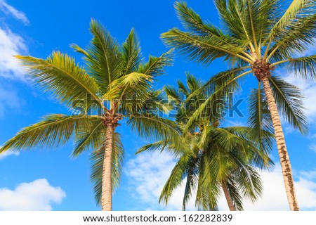 Palmtree Against Blue Sky Zdjęcia stock © Bertl123
