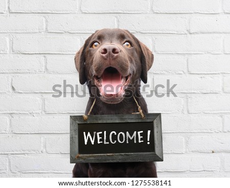 商業照片: Dog Welcome Home