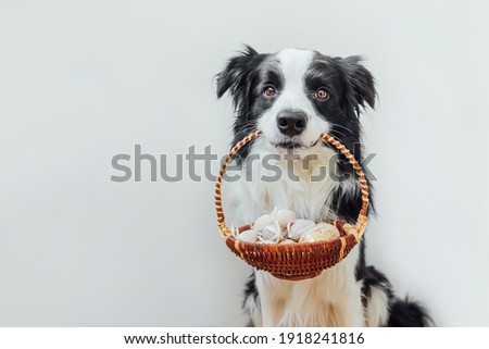 Stockfoto: Dog Holding Colorful Easter Basket
