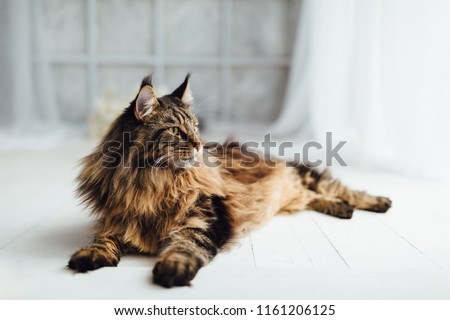 ストックフォト: Maine Coon Cat