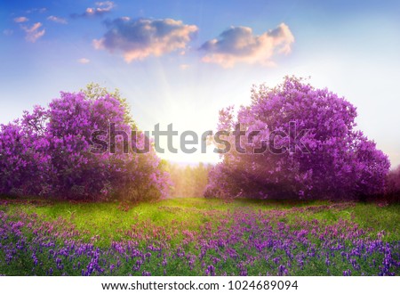 Stock fotó: Lilac Flowers In Spring Garden In Bloom