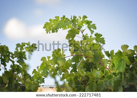 Stok fotoğraf: Grapevines Near Montemassi