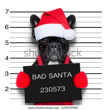 Foto stock: Christmas Mugshot Dog
