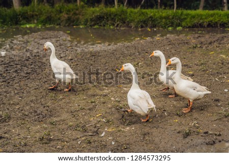 Stock photo: Geese Walk Through Mud And Semidark In The Village