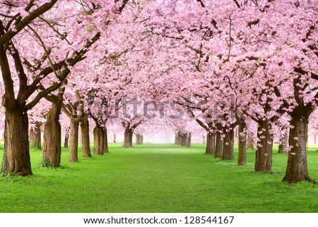 Árvore de primavera em fundo rosa com enfeite Foto stock © Smileus