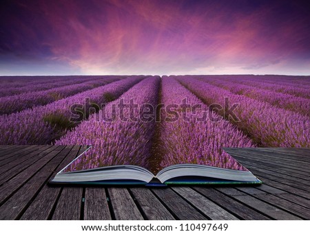 Stock photo: Creative Concept Image Of Lavender In Summer Sunset In Page Sof