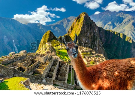 Foto stock: Machu Picchu Llamas