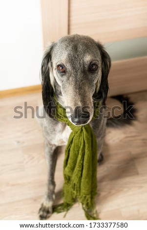 Stock photo: Puppy Saluki Looking At You In White Background