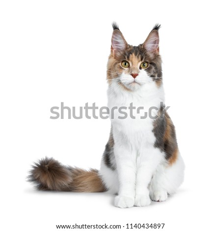 Сток-фото: Sweet Pretty Tortie Young Adult Maine Coon Girl Cat Isolated On White Background