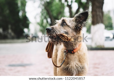 Stok fotoğraf: Abandoned And Lost Dog