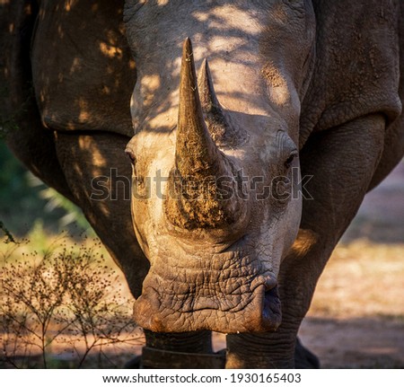 Foto stock: White Rhino Starring At The Camera