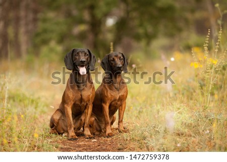 Foto stock: Two Bavarian Dog