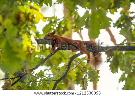 Ein Rest Eichhörnchen Stock foto © leedsn