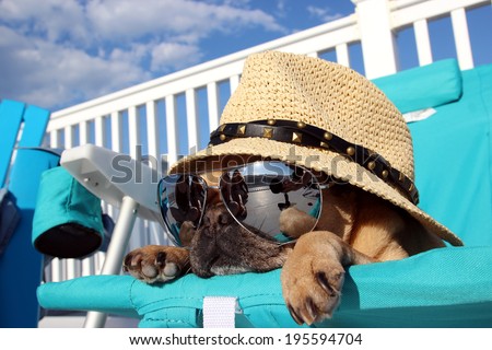 Foto stock: Dog Relaxing On A Beach Chair