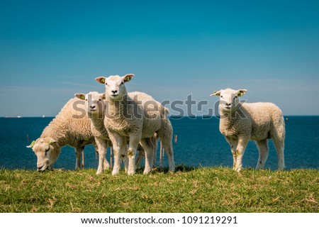 ストックフォト: Sheep On Dike