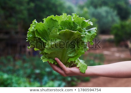 ストックフォト: Young Man Collecting A Butterhead Lettuce