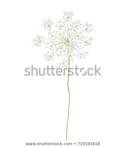 Stock photo: Wild Carrot Flower Detail