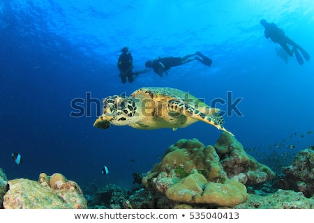 Сток-фото: Hawksbill Turtle And Divers In The Red Sea