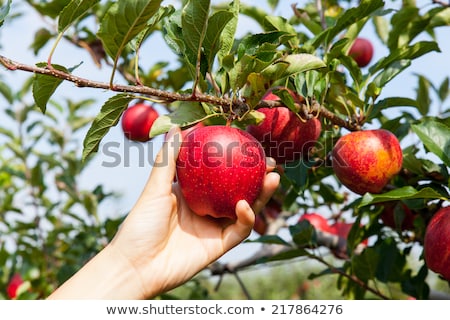 Foto stock: Big Apple On The Field