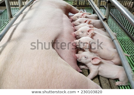 Zdjęcia stock: Piglets Nursing