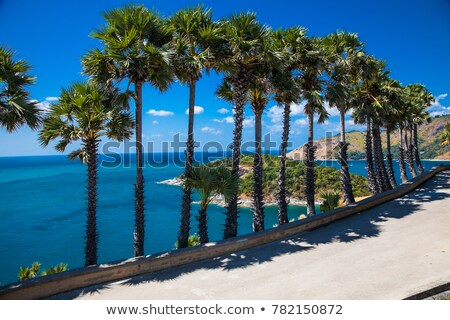 ストックフォト: シの木と階段のある美しいビーチ