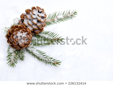 Zdjęcia stock: Conifer Covered By Snow