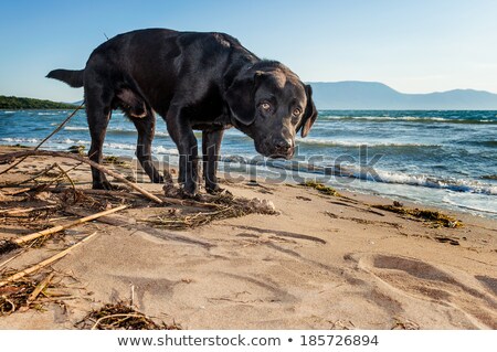 Сток-фото: Black Labrador Looks Puzzled At The Beach By The Sea