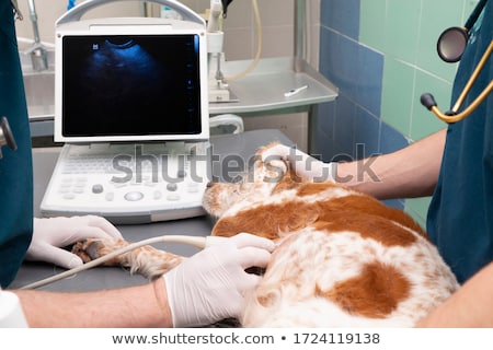 ストックフォト: Ultrasound Scan Bij Dog