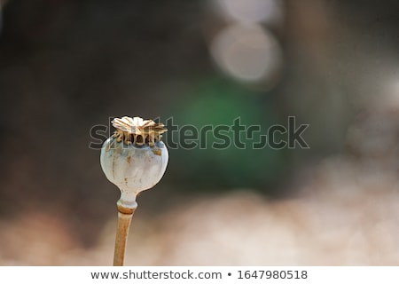 Foto stock: Dry Poppy Flowers Closeup Textured