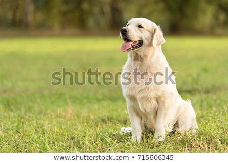 Stock photo: Retrieving Dog
