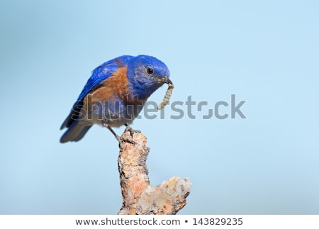 Stockfoto: Male Western Bluebird