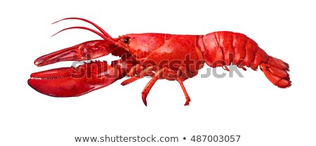 Сток-фото: Lobster Side View